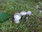 Szagos csigagomba (Hygrophorus agathosmus), Őrség